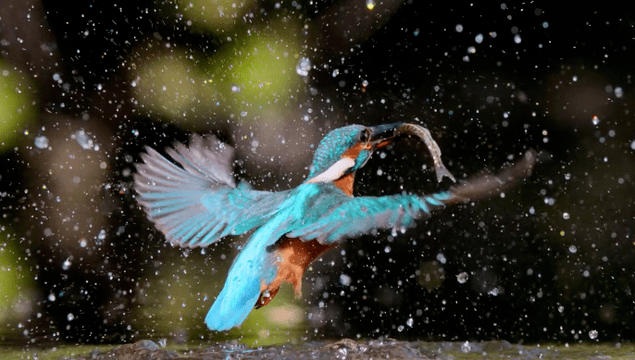 article_netflix_our_planet