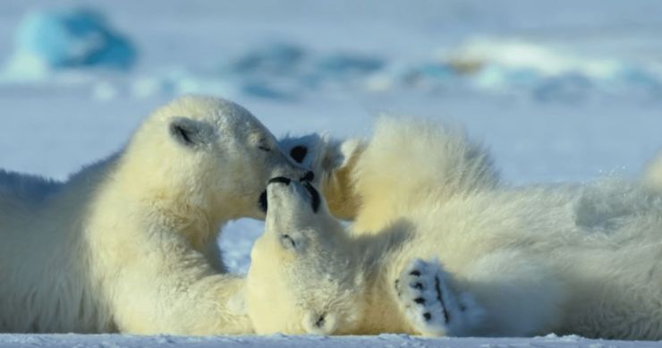 mammal-wildlife-animal-bear-polarbear